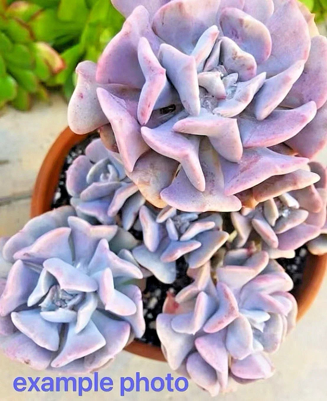Echeveria Cubic Frost Succulent Bare Root Plant - Multi-Head Rosette with Lilac to Pink Leaves, Crassulaceae