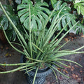 Snake Plant Cylindrica - Rooted Live Plant in 6-Inch Pot - Sansevieria cylindrica - African Spear Indoor Houseplant