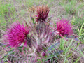 Purple & Yellow Thistle Seeds – Native Florida Wildflower, Cirsium horridulum, Attracts Pollinators, Perennial, 25 Seeds