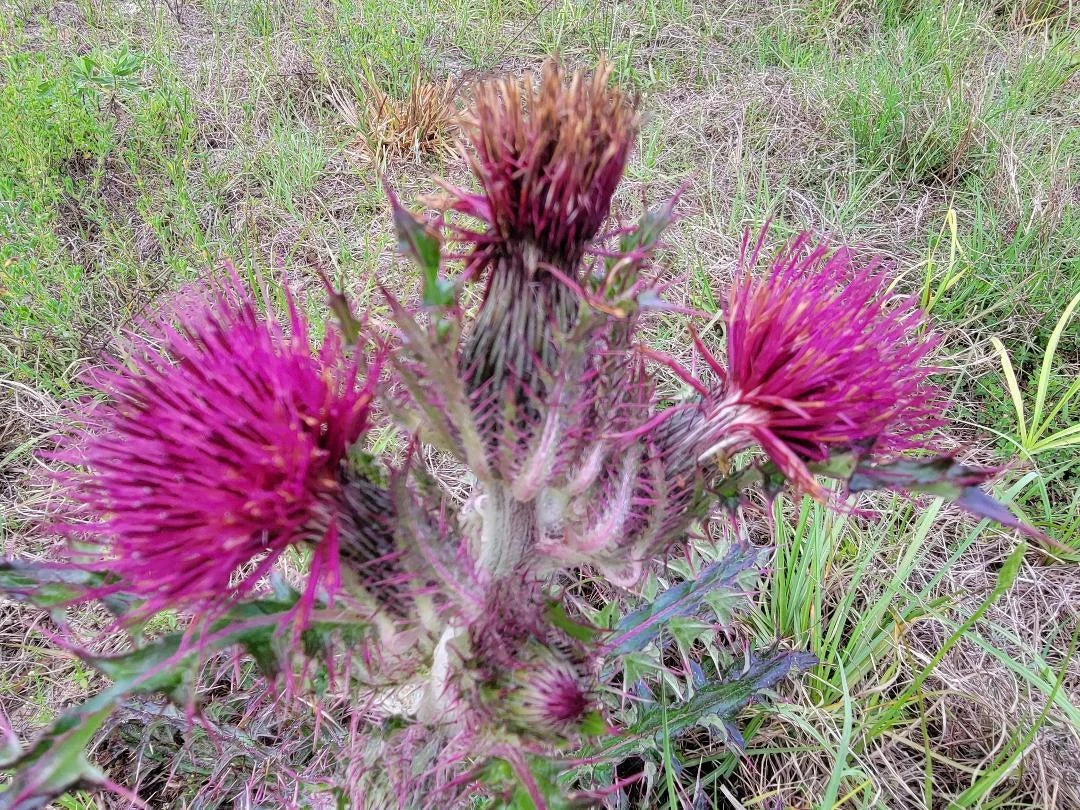 Purple & Yellow Thistle Seeds – Native Florida Wildflower, Cirsium horridulum, Attracts Pollinators, Perennial, 25 Seeds