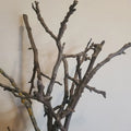 Black Walnut Tree Cuttings - 20 Unrooted Juglans Nigra for Propagation, Shade, Timber & Landscaping