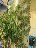 Hoya Wayetii Fresh Cutting with 3+ Nodes, Tropical Trailing Plant, Easy Propagation, Star-Shaped Flowers