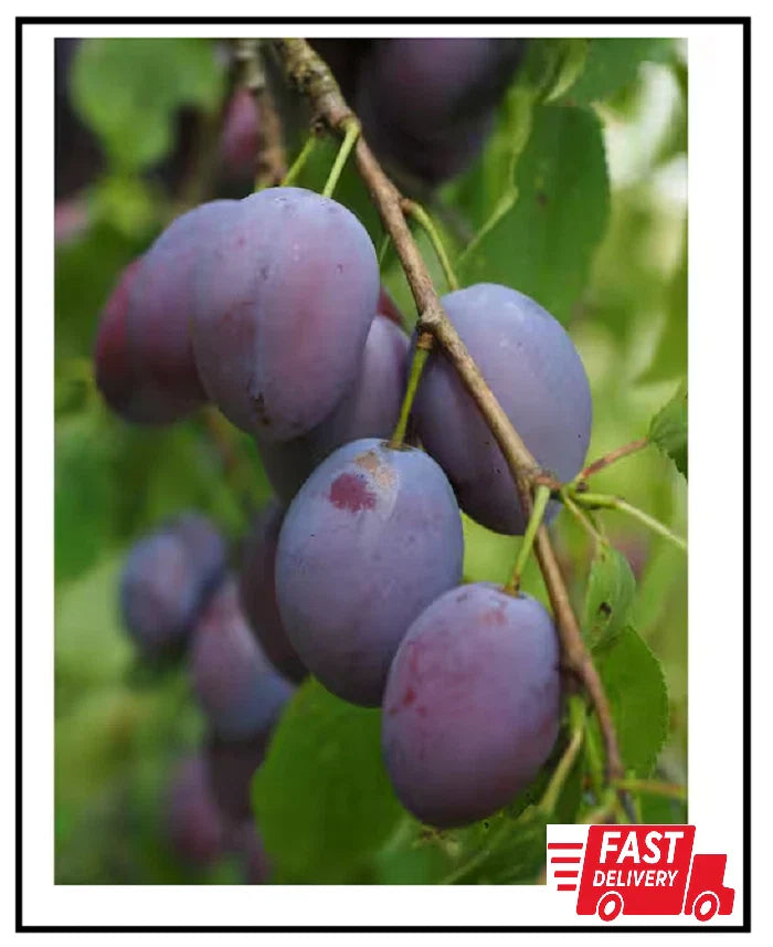 Dwarf Italian Plum Tree Bare Root Prunus domestica Compact Fruit Tree for Small Gardens, Sweet Plums