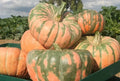 Organic Hound Pumpkin Seeds - 10 Speckled Cucurbita pepo, Full Sun, Vine, USA Grown, Free Shipping