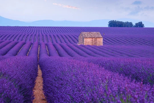 150 English Lavender Seeds - Lavandula angustifolia, Purple Flower Herb for Garden, Pot, or Border Planting
