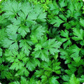 Giant of Italy Parsley Seeds - Non-GMO Herb Seeds for Culinary Use - Petroselinum crispum - 300+ Seeds