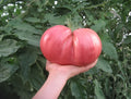 German Giant Tomato Seeds – 120+ Non-GMO Organic Heirloom Solanum lycopersicum