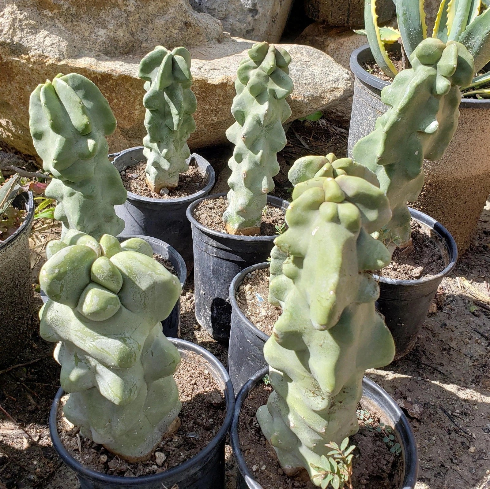 Totem Pole Cactus 6" Succulent Plant Pachycereus schottii monstrosus, Drought-Tolerant Indoor Outdoor Cactus
