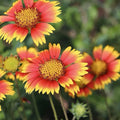 Indian Blanket Wildflower Seeds - 200+ Gaillardia pulchella Native Seeds for Gardens & Pollinators