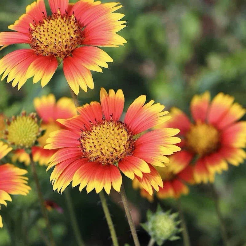 Indian Blanket Wildflower Seeds - 200+ Gaillardia pulchella Native Seeds for Gardens & Pollinators