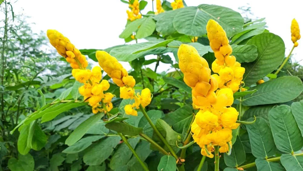 Emperors Candlesticks Wildflower Seeds - 30 Seeds of Senna alata for Garden, Pollinator Attracting, Full Sun to Partial Shade