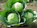 Heirloom Danish Ballhead Cabbage Seeds – Non-GMO Brassica oleracea Vegetable Seeds, 100+ Pack for Home Gardening