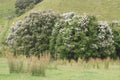 White Kanuka Tea Tree Seeds - Kunzea ericoides - Over 100 Seeds for Gardening, Aromatic Foliage, Easy to Grow, Free Shipping