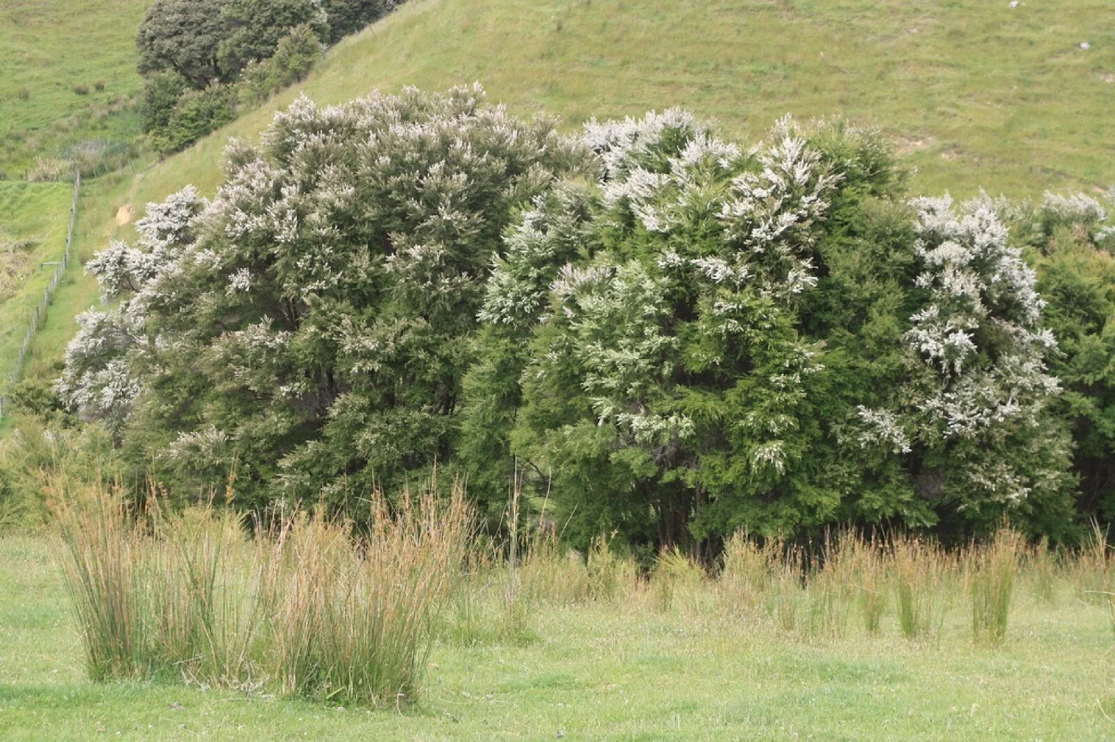 White Kanuka Tea Tree Seeds - Kunzea ericoides - Over 100 Seeds for Gardening, Aromatic Foliage, Easy to Grow, Free Shipping