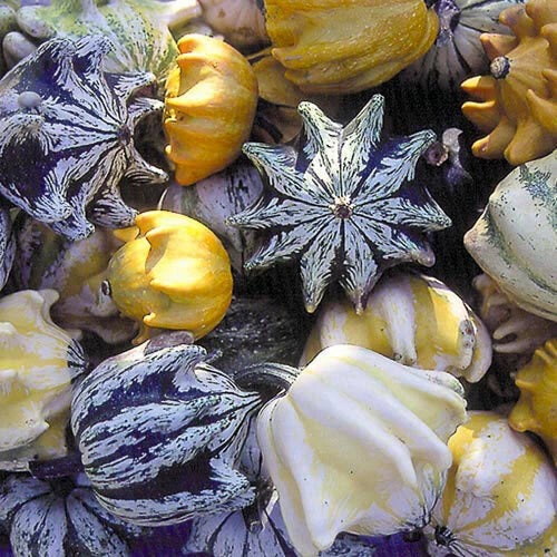 Ten Commandments Gourd Seeds | 12+ Fresh Lagenaria siceraria for Decorative Gourds | Easy to Grow, Multi-Colored, Vining Plant Seed Pack