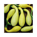 Early Summer Crookneck Squash Seeds - Cucurbita pepo, Heirloom, Non-GMO, Vegetable Garden, Pack of 20 Seeds