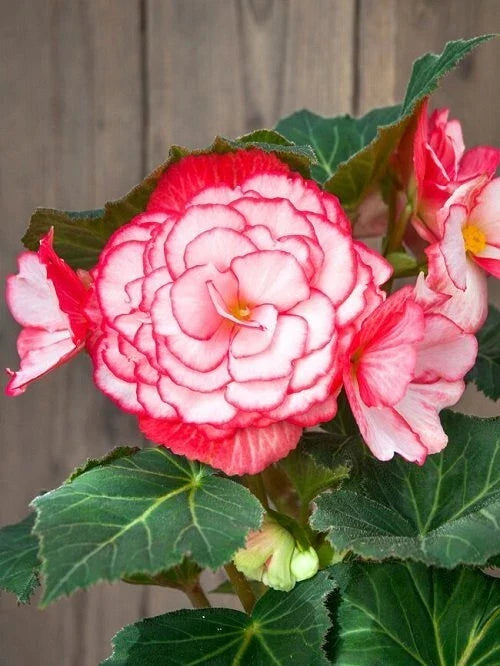 Begonia Seeds Set of 100 - Glory Hot Tip Rose Begonia x tuberhybrida Garden Flower Seeds
