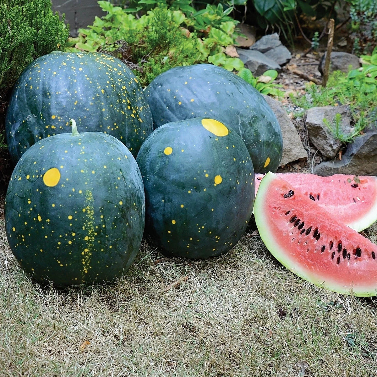 Organic Heirloom Moon and Stars Red Watermelon Seeds - Non-GMO, 20 Seeds for Home Garden Cultivation Citrullus lanatus