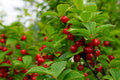 Nanking Bush Cherry Live Plant - Bare Root 18-24 Inches - Prunus tomentosa 'Nanking' Edible Fruit Shrub for Zones 2-8