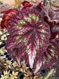 Harmony's Comet Begonia Seeds - 25+ Pack, Tuberhybrida, Perennial, Garden, Container, Hanging Basket, USA