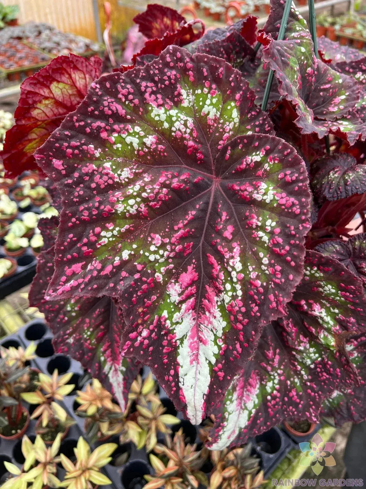Harmony's Comet Begonia Seeds - 25+ Pack, Tuberhybrida, Perennial, Garden, Container, Hanging Basket, USA