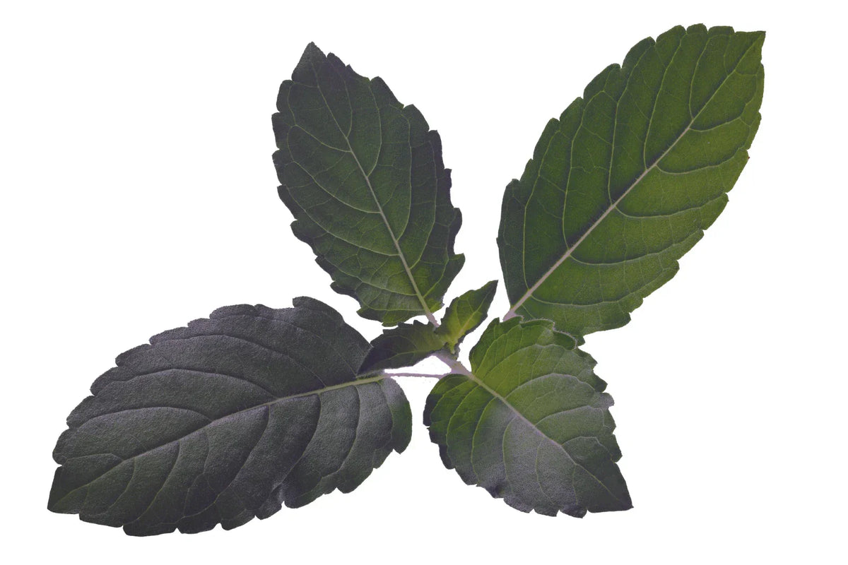 Organic Holy Basil Seeds - Tulsi - Medicinal Herb & Spice - Pack of 500+ Seeds - Ocimum sanctum