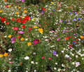 Wildflower Seeds Mix - 1 Oz Cascade Kaleidoscope Colorful Garden Wildflower Blend for Pollinators