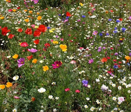 Wildflower Seeds Mix - 1 Oz Cascade Kaleidoscope Colorful Garden Wildflower Blend for Pollinators