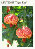 Tiger Eye Abutilon Flowering Maple Small Rooted Starter Plant - Abutilon hybridum, Compact, Bright Yellow & Orange Blooms