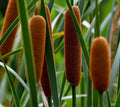 Cattail Seeds, 200+ Typha latifolia, Wetland Pond Plant, Marginal Aquatic Plant, Water Garden Seeds