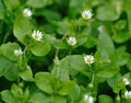 Organic Chickweed Seeds 500+ Stellaria media Heirloom Non-GMO Medicinal Herb for Home Garden Planting
