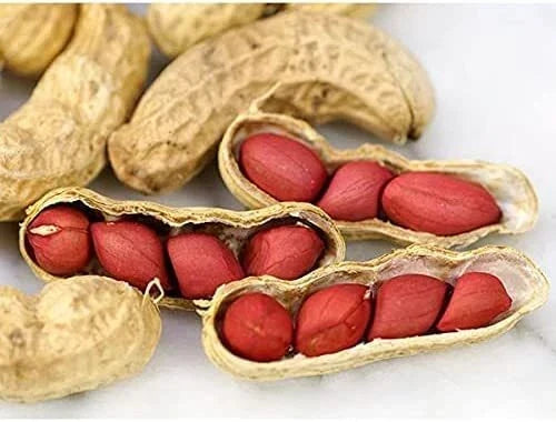 Tennessee Red Peanut Seeds - Non-GMO Arachis hypogaea, 20 Seeds Packet, Bush-Type, Edible, Compact Growth, For Home Garden