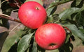 Discovery Apple Seeds - 25+ Non-GMO Malus domestica for Home Gardening, Backyard Orchard Planting