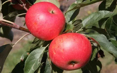 Discovery Apple Seeds - 25+ Non-GMO Malus domestica for Home Gardening, Backyard Orchard Planting