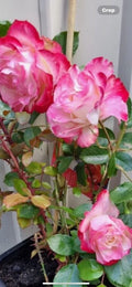 Fire and Ice Rose Cuttings - 3 Pack, Rosa 'Fire and Ice', Hardy Perennial 6-8” Long