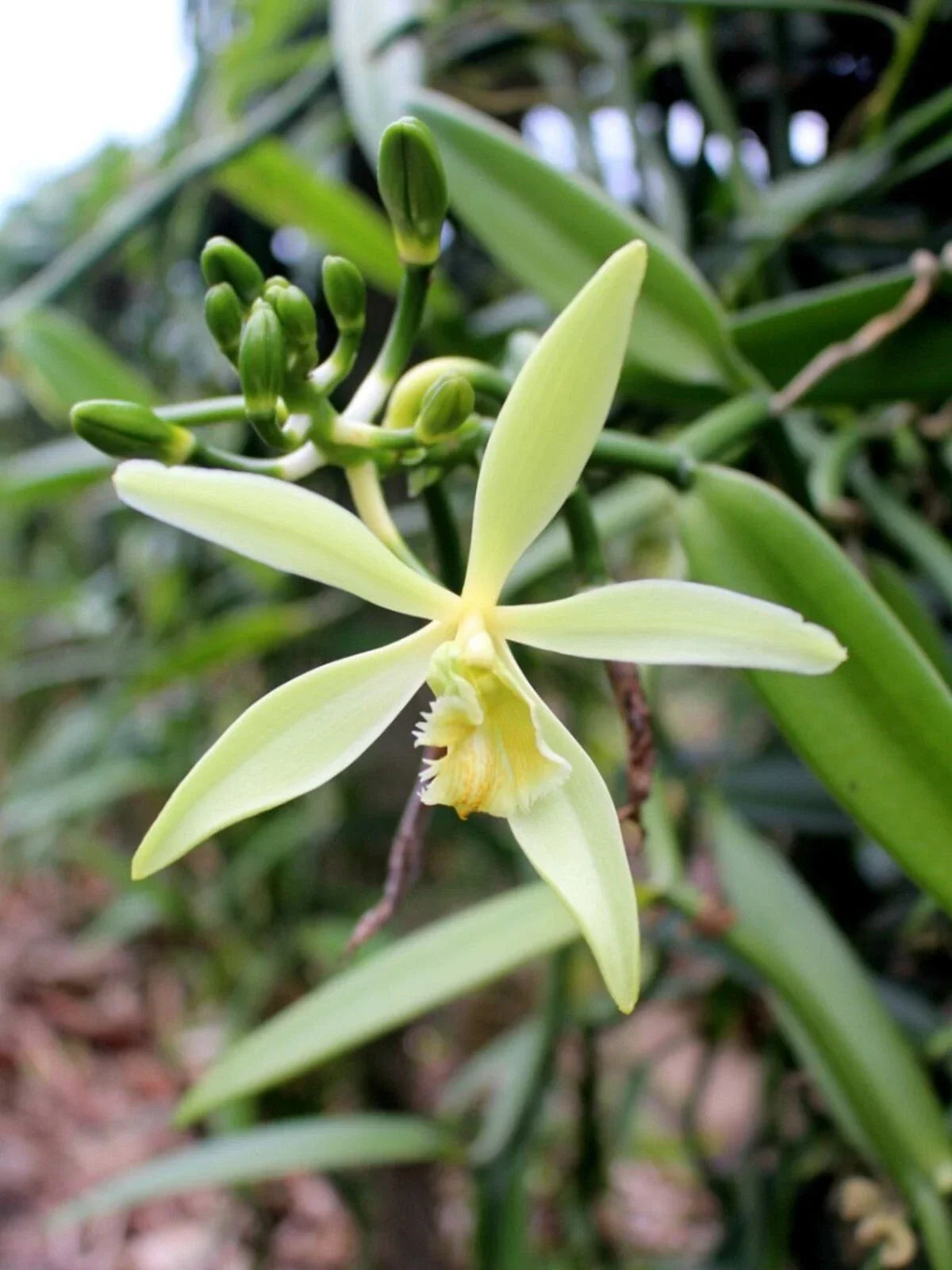 Organic Vanilla Orchid Starter Plant in 2.5"x3.5" Pot | Vanilla planifolia Climbing Vine for Indoor & Outdoor Gardening