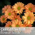 Guava Frost Mum Seeds - 200+ Chrysanthemum morifolium Annual Flower Seeds for Garden Borders & Containers