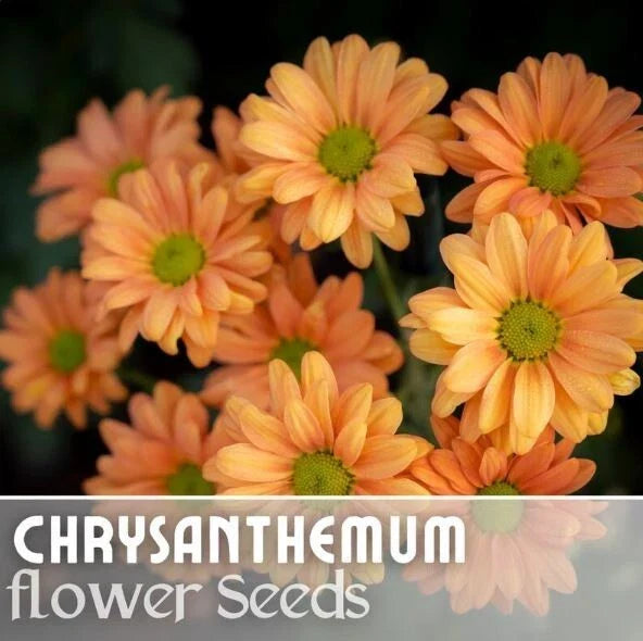 Guava Frost Mum Seeds - 200+ Chrysanthemum morifolium Annual Flower Seeds for Garden Borders & Containers
