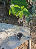 Wild Coffee Plant Starter - Psychotria nervosa - Tropical Indoor Houseplant for Shade & Garden