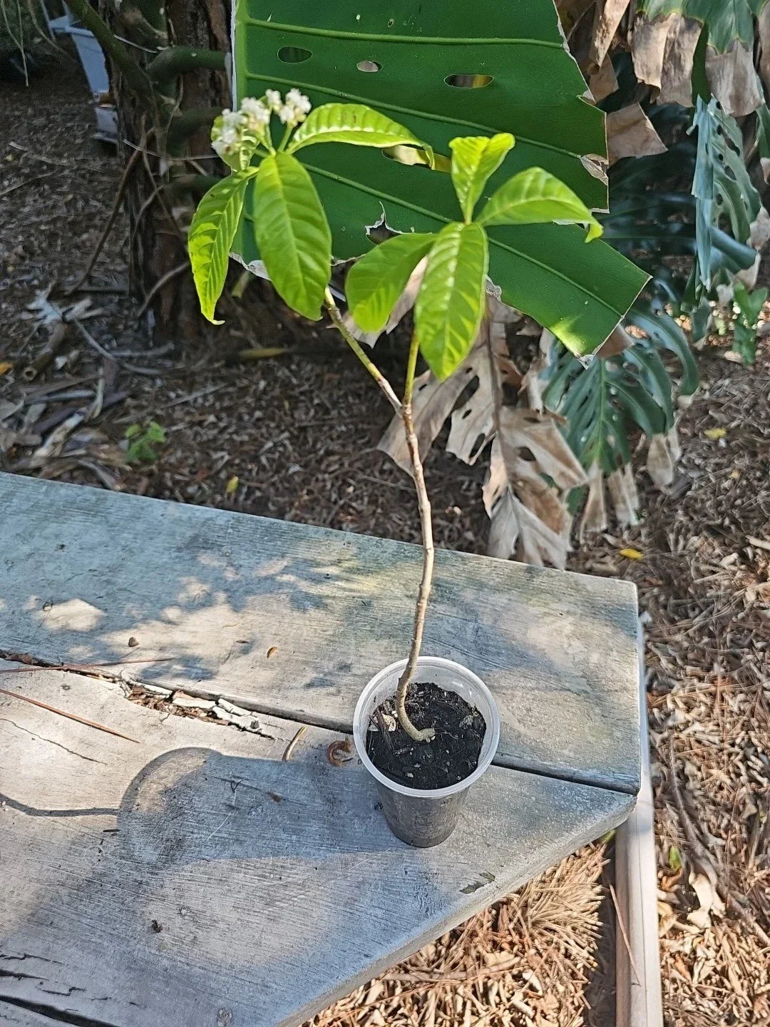 Wild Coffee Plant Starter - Psychotria nervosa - Tropical Indoor Houseplant for Shade & Garden