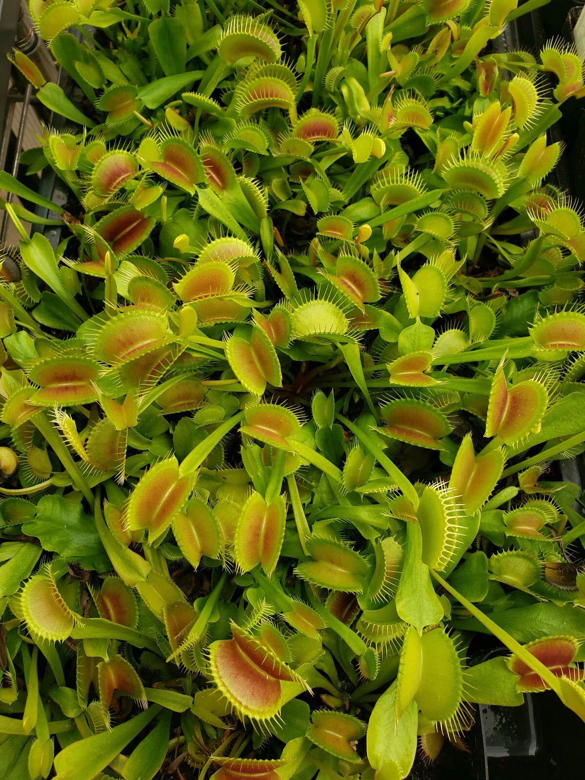 Venus Flytrap Seeds - Bare-root Multi-Cultivar Dionaea muscipula for Indoor Gardening