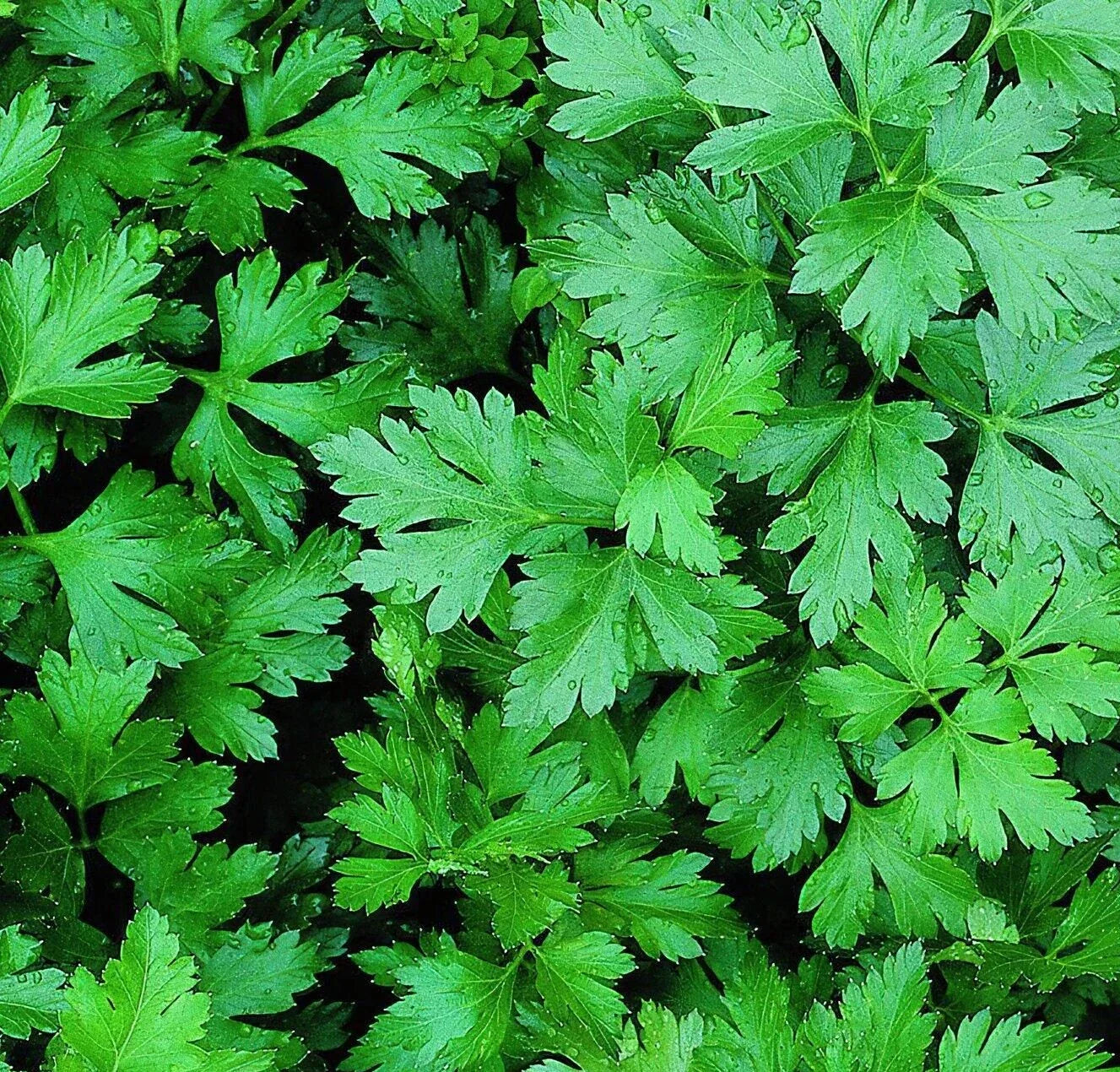 Parsley Seeds 1000+ Dark Green Flat Leaf Italian Herb Seeds Petroselinum crispum for Garden Planting