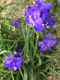 Spiderwort Plant Rhizome Bulb - 25 Bare Root Perennials with Purple Flowers - Tradescantia