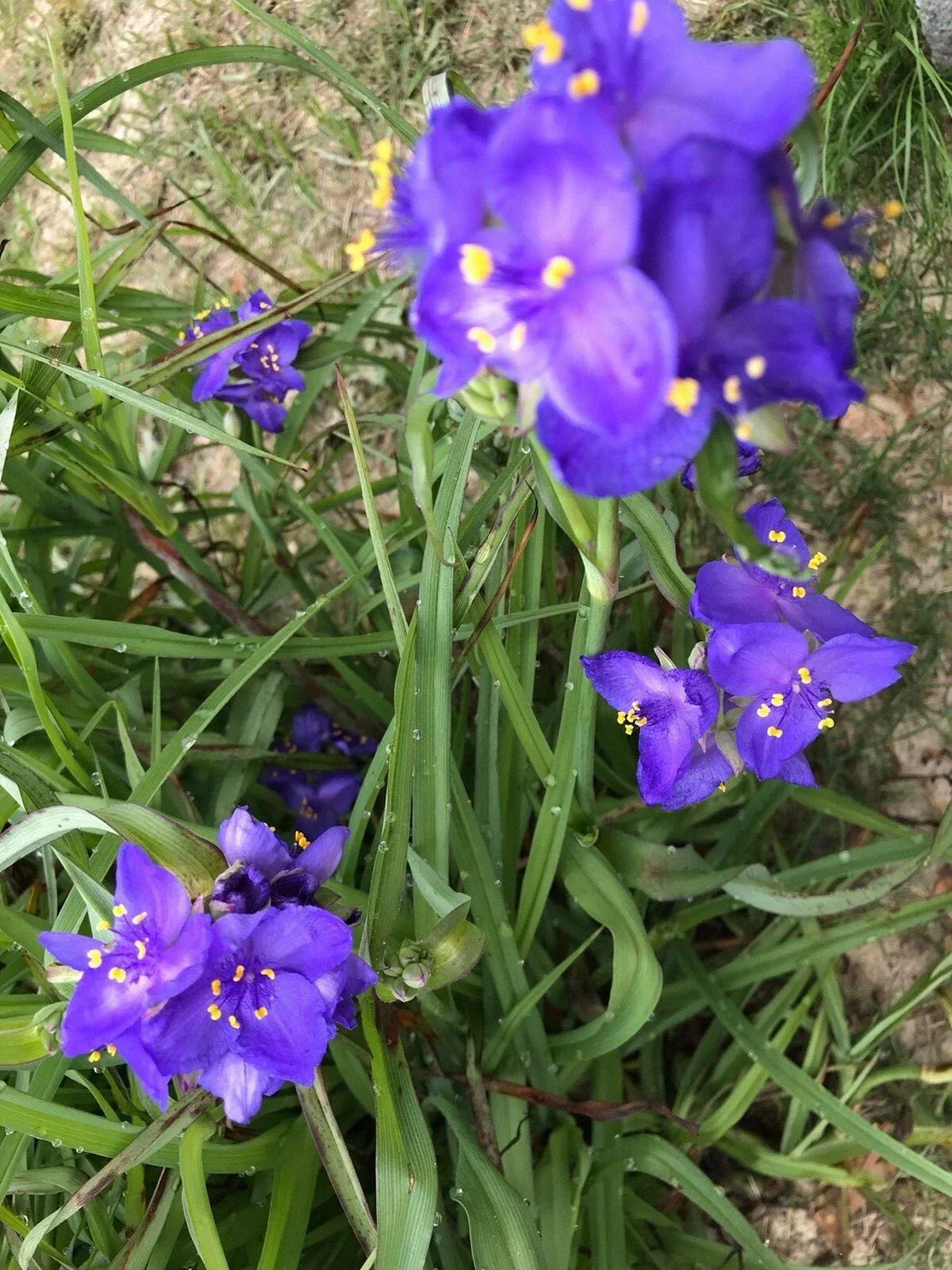 Spiderwort Plant Rhizome Bulb - 25 Bare Root Perennials with Purple Flowers - Tradescantia