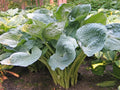 Hosta Deep Waters Perennial Shade Plant 5.25" Pot Blue Foliage Well-Rooted Hosta spp.