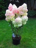 Vanilla Strawberry Hydrangea Cuttings 5+2 Unrooted, Hydrangea paniculata, Easy to Root, Organic Garden, Zones 4-8