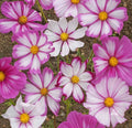 Cosmos Candystripe Seeds 100 Ct - Pink & White Striped Flowers for Butterflies - Cosmos bipinnatus - Easy to Grow, Open-Pollinated