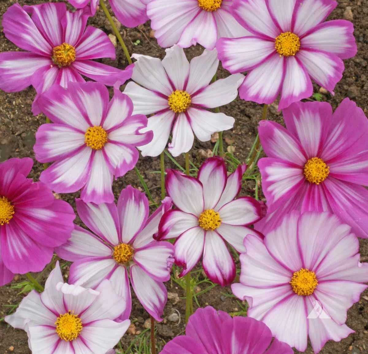 Cosmos Candystripe Seeds 100 Ct - Pink & White Striped Flowers for Butterflies - Cosmos bipinnatus - Easy to Grow, Open-Pollinated