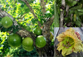 Winged Calabash Seeds - 10+ Crescentia alata Gourd Tree Seeds for Garden, Landscape & Container Growing