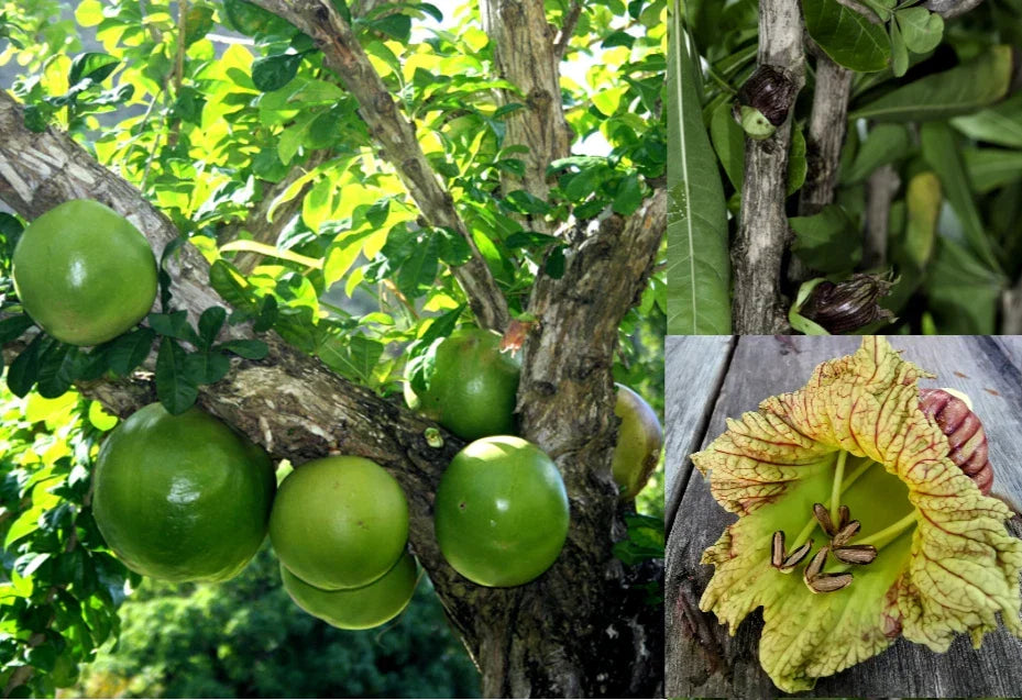 Winged Calabash Seeds - 10+ Crescentia alata Gourd Tree Seeds for Garden, Landscape & Container Growing